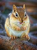 Chowing-down Chipmunk_54446